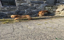 Labradoodle dogs for sale: Trained Labradoodle puppy needs a forever home. - Image 2