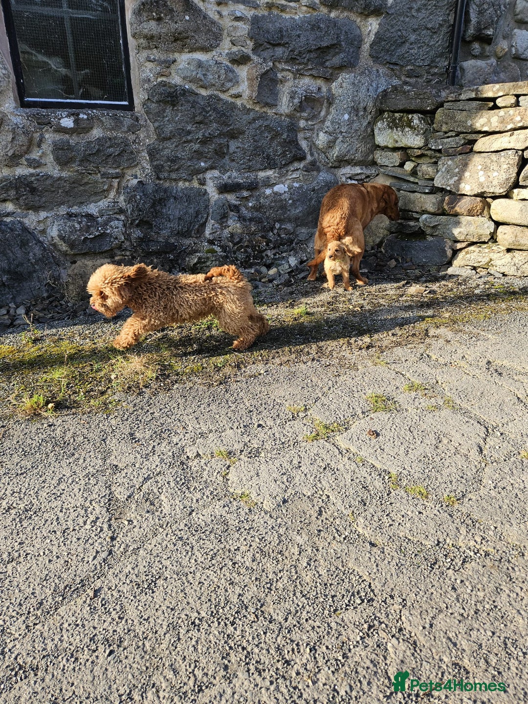 Labradoodle dogs for sale: Trained Labradoodle puppy needs a forever home. - Image 2