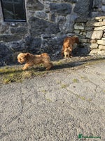 Labradoodle dogs - Advert 14