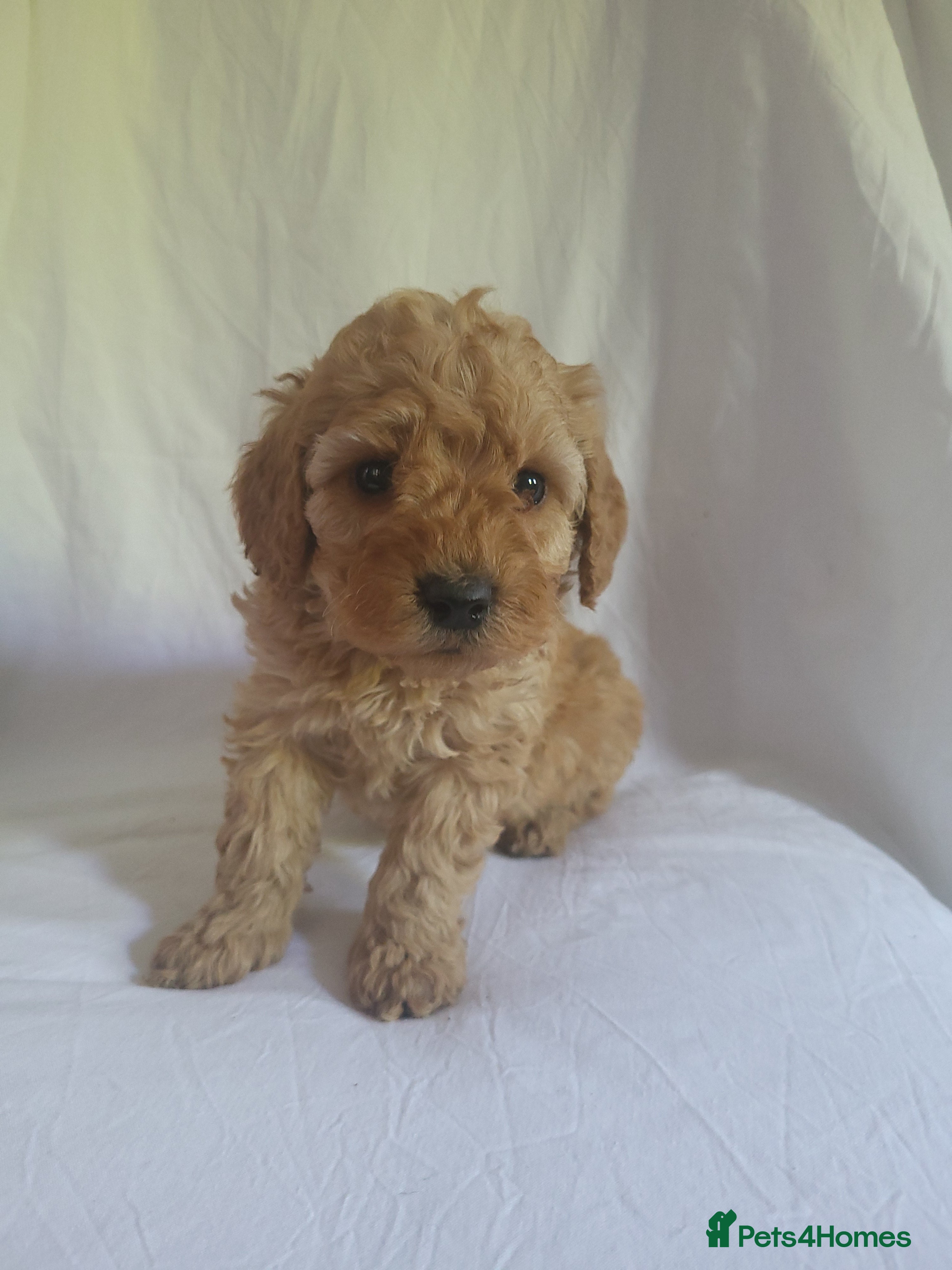 Miniature Poodle dogs Maltpoo puppies 5 🌟 licence breeder  - Advert 2