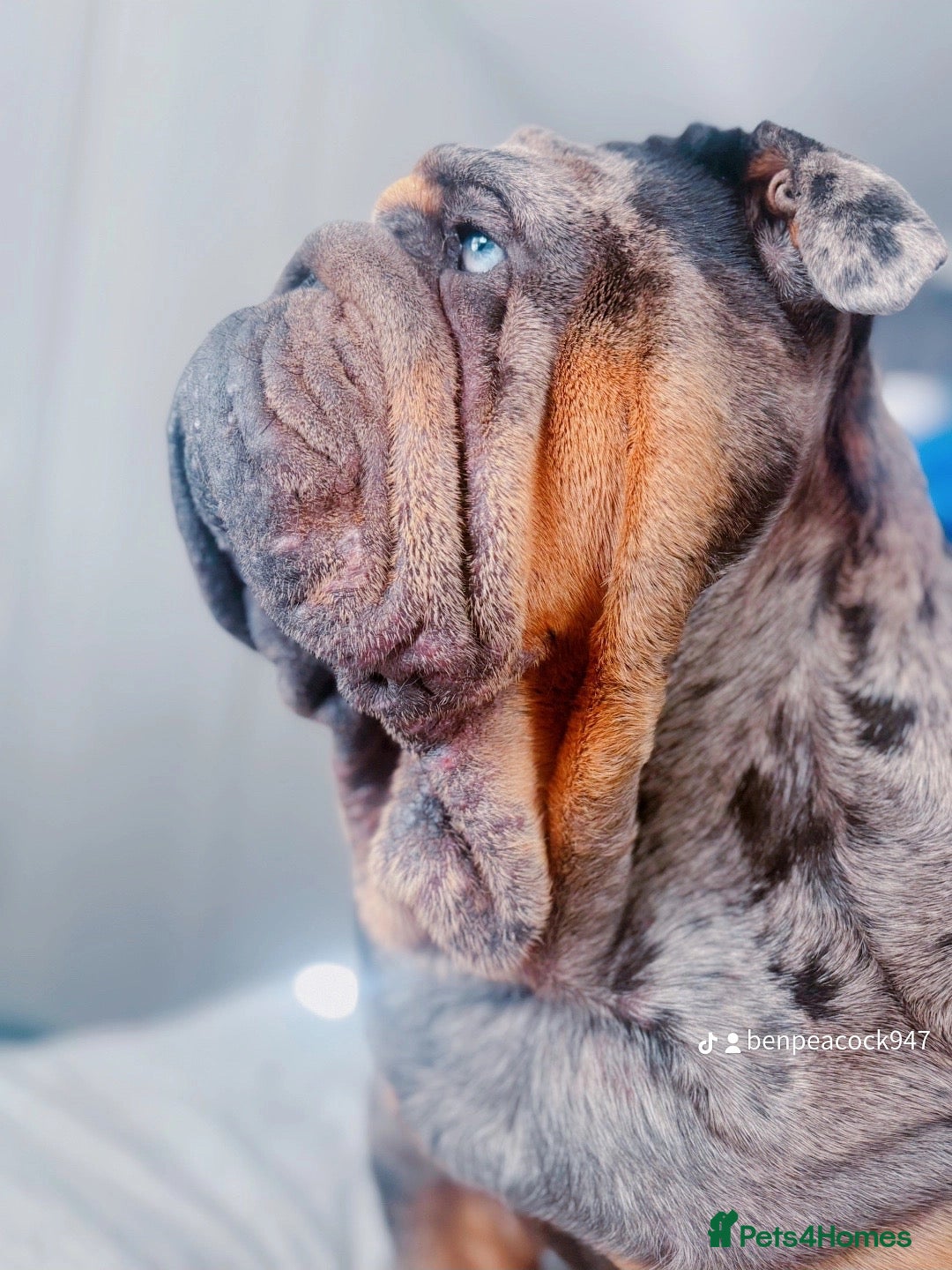 English Bulldog dogs for stud: Bugzy - Advert 5