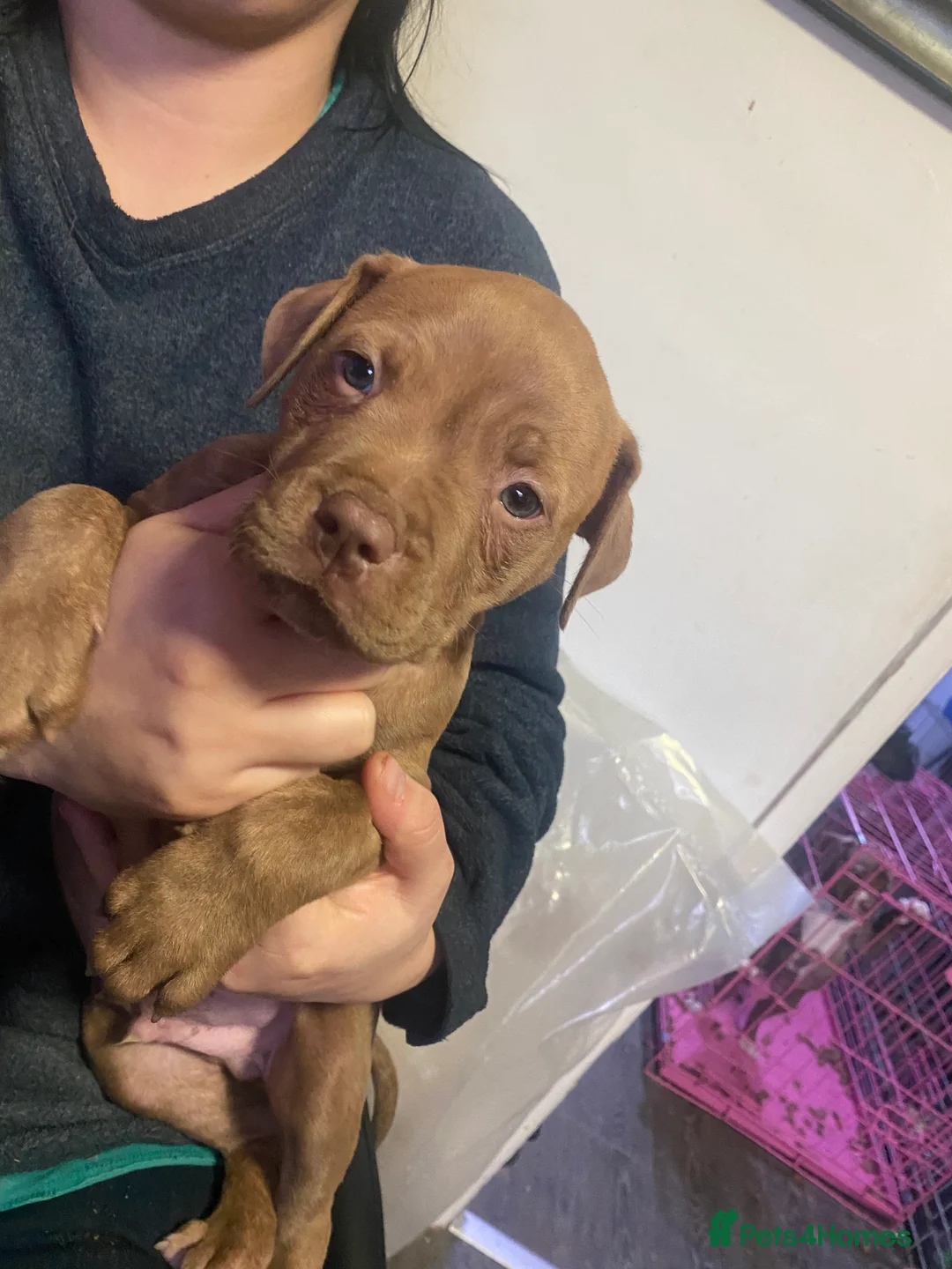Mixed Breed dogs for sale: staffy X pups  - Advert 5