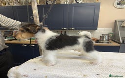 Fox Terrier dogs for sale: Wire Fox Terrier Puppies - Image 12