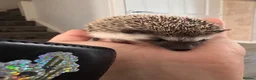 Pygmy Hedgehog rodents for sale: Male African Pygmy hedgehogs  - Advert 2