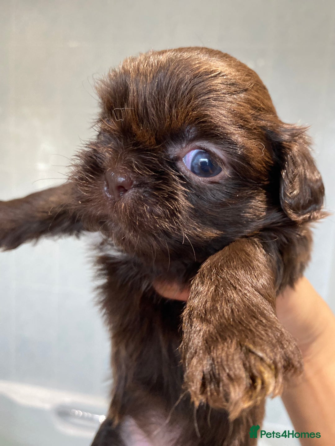 Shih Tzu dogs for sale: 😍 chocolate shihtzu😍 - Advert 12