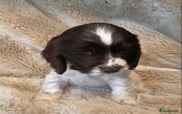 Cocker Spaniel dogs for sale: Adorable show cocker puppies - Image 7
