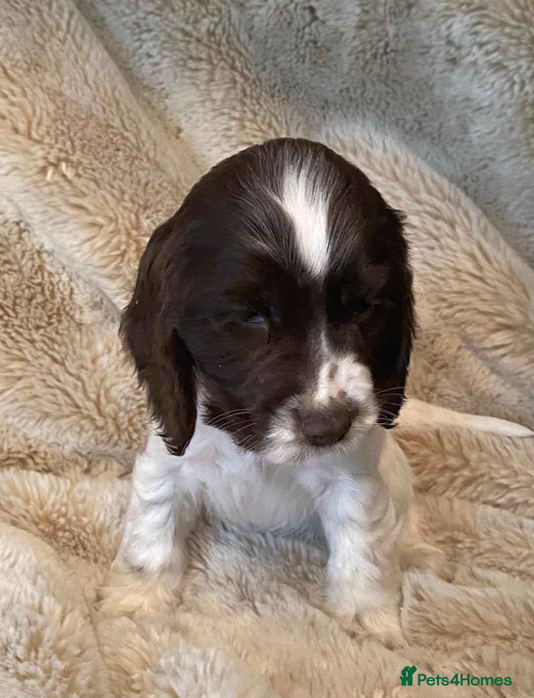 Cocker Spaniel dogs for sale: Adorable show cocker puppies - Image 7