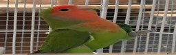 Lovebirds birds for sale: Lovebirds - Peach Face in Grantham - Advert 4