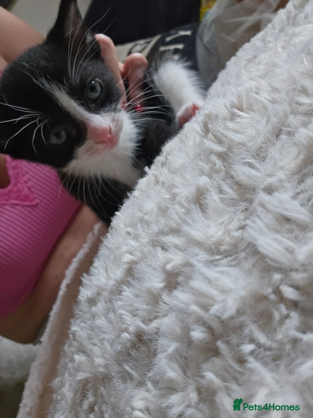 Mixed Breed cats for sale: Beautiful kittens for sale. 2 left ! in Salisbury - Advert 2