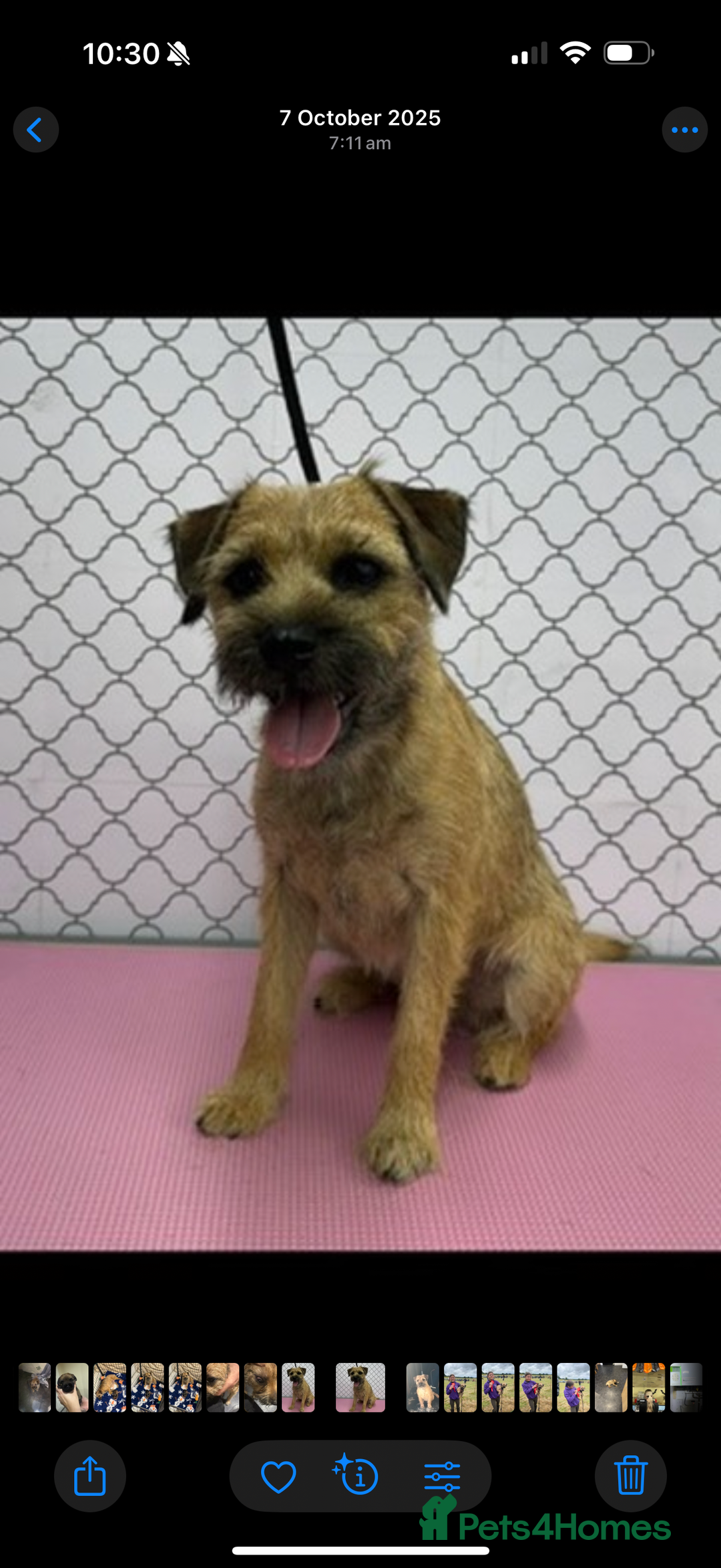 Border Terrier dogs for sale: Beautiful boarder terrier  - Advert 2