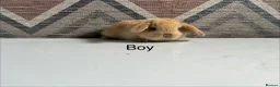 Lionhead rabbits for sale: mini lops  ready to  reserve  - Advert 6