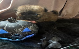 Poochon dogs for sale: READY FOR HER NEW PAW PACK  - Advert 17