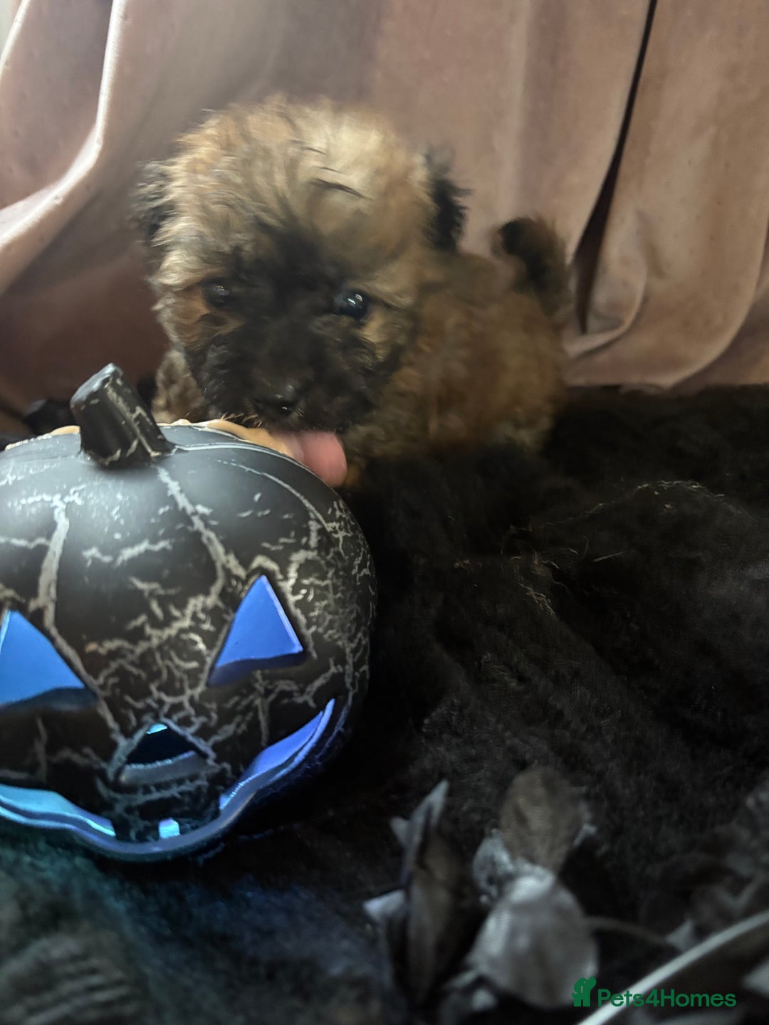 Poochon dogs for sale: READY FOR HER NEW PAW PACK  - Advert 17