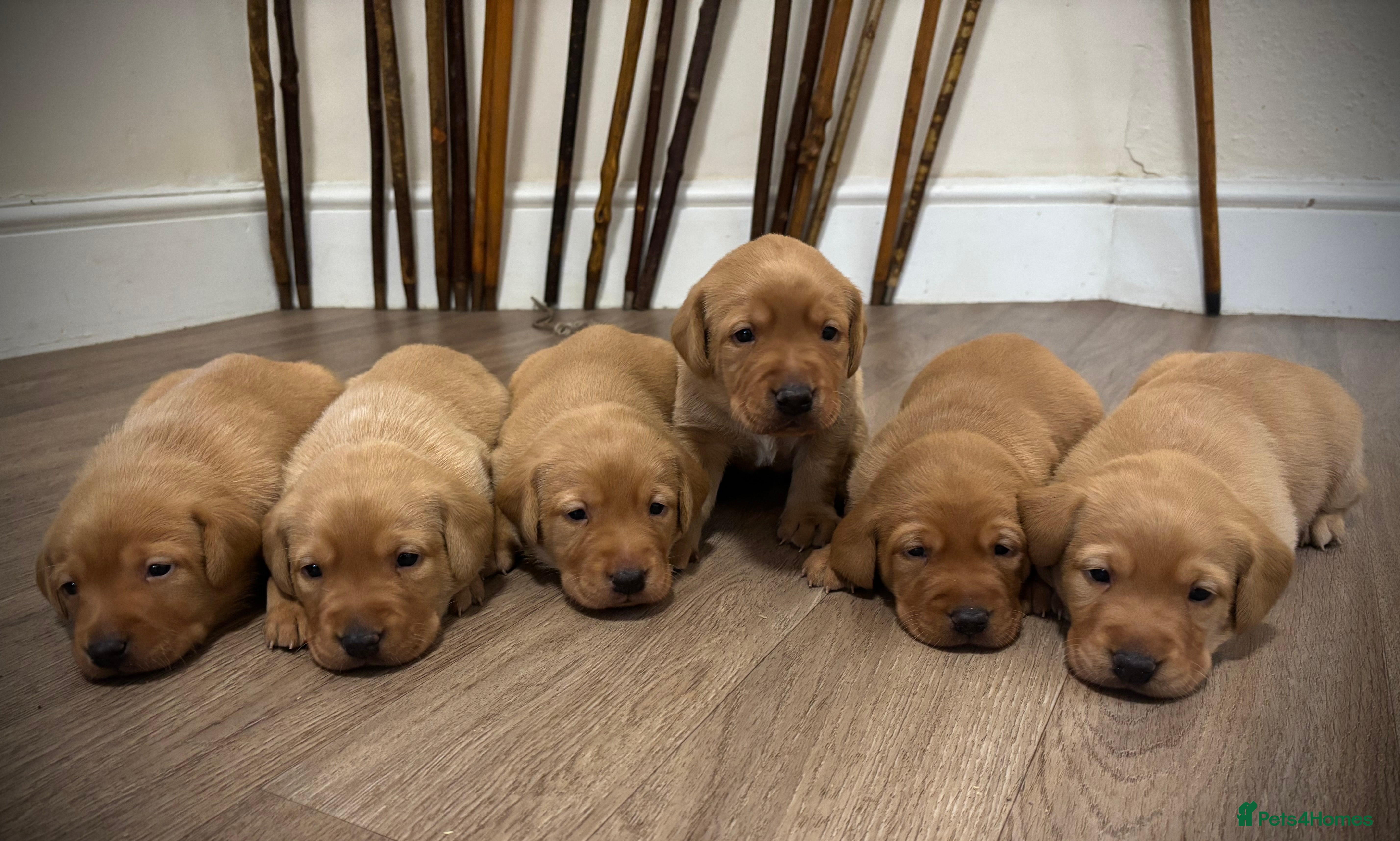 Labrador Retriever dogs Red Labrador pups  - Advert 9