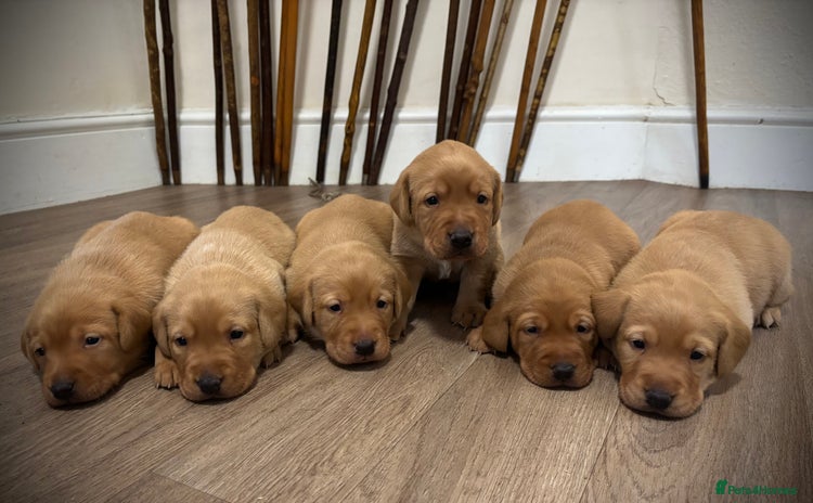 Labrador Retriever dogs Red Labrador pups  - Advert 3