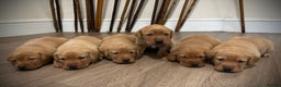 Labrador Retriever dogs for sale: Red Labrador pups  - Advert 1