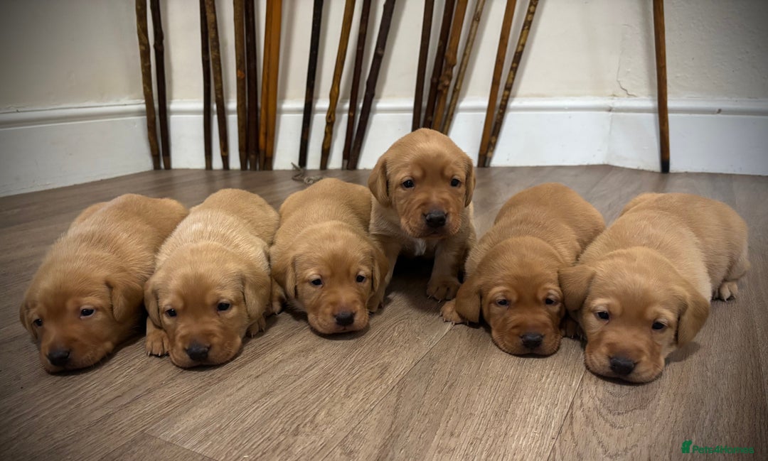 Labrador Retriever dogs for sale: Red Labrador pups  - Advert 1