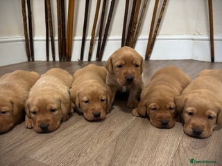 Labrador Retriever dogs Red Labrador pups - Advert 8
