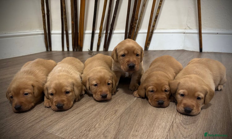 Labrador Retriever dogs Red Labrador pups - Advert 3