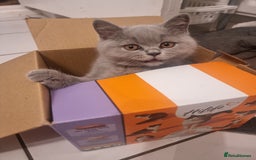 British Shorthair cats for sale: TOP💗 Quality British Shorthair 😻Kittens💋 - Image 7