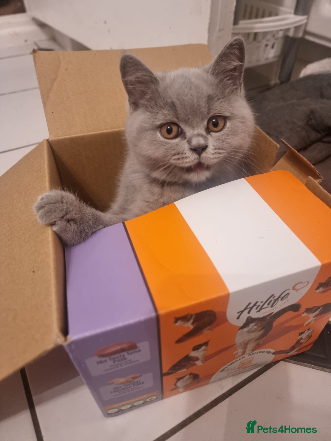 British Shorthair cats for sale: TOP💗 Quality British Shorthair 😻Kittens💋 - Image 7
