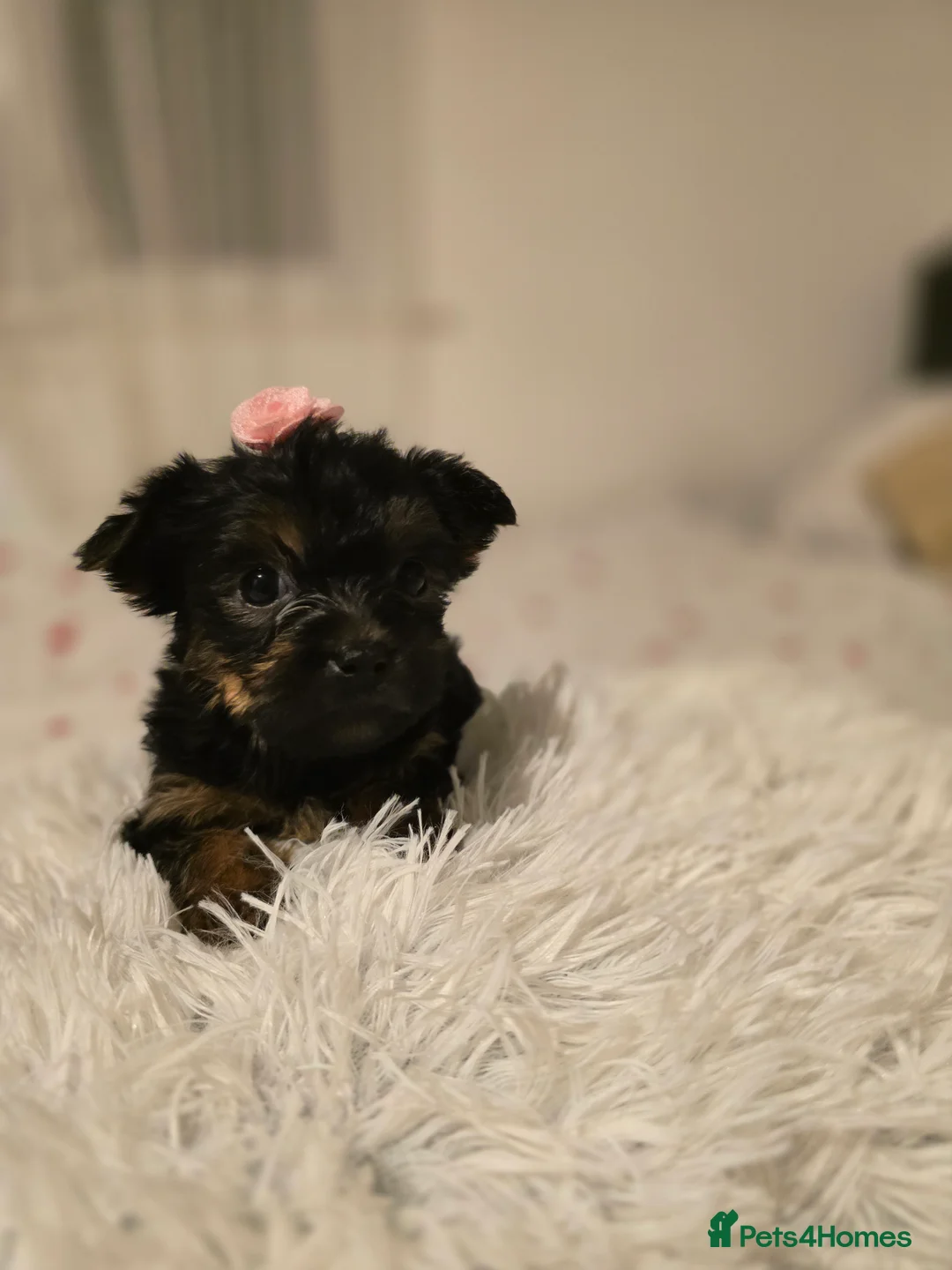 Yorkshire Terrier dogs for sale: Yorkshire Terrier mini  - Advert 2