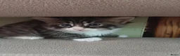 Mixed Breed cats for sale: ❤️Tiny Paws, Big Hearts Ready for Loving Home soon - Advert 8