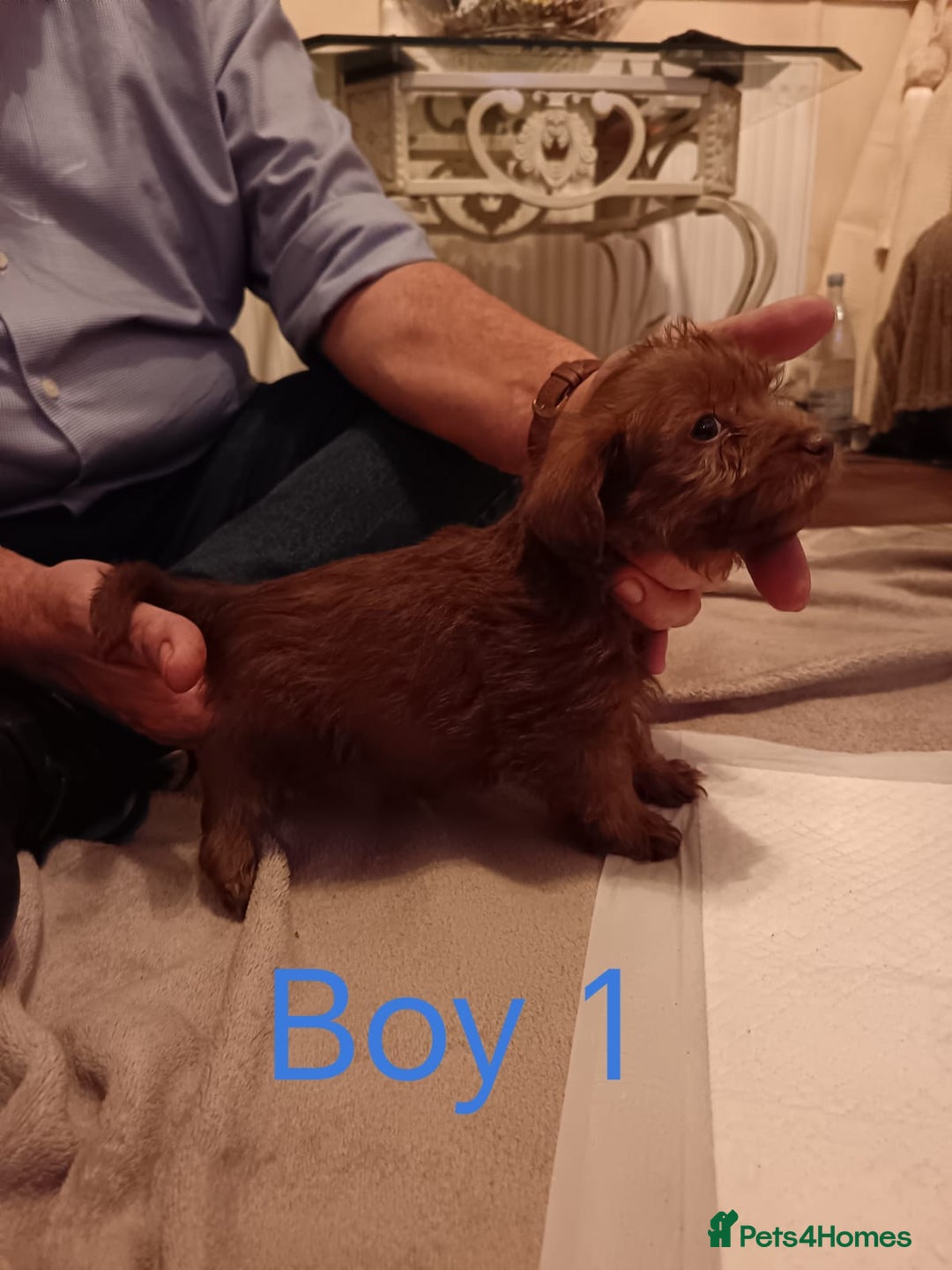 Norfolk Terrier dogs for sale: Norfolk Terrier Puppies - Advert 2