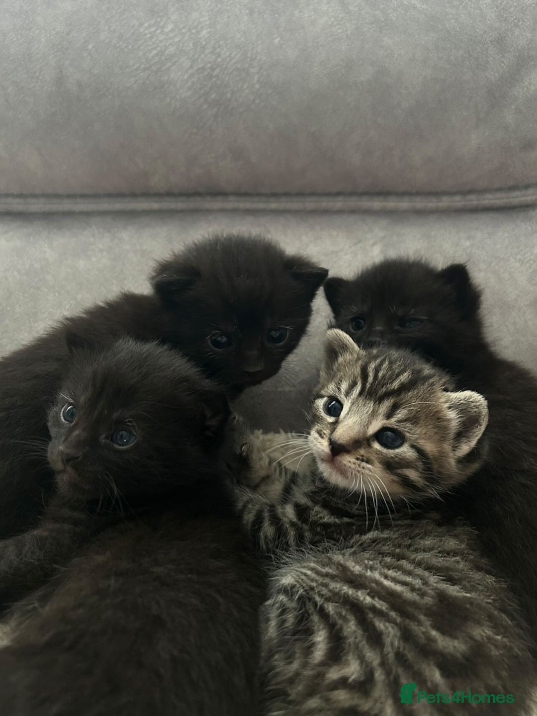 Mixed Breed cats for sale: Little kitties - Advert 1