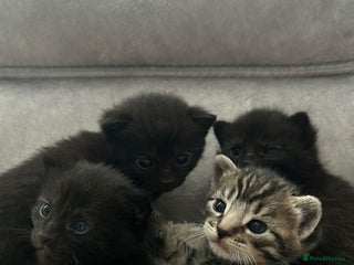 Mixed Breed cats Little kitties - Advert 1