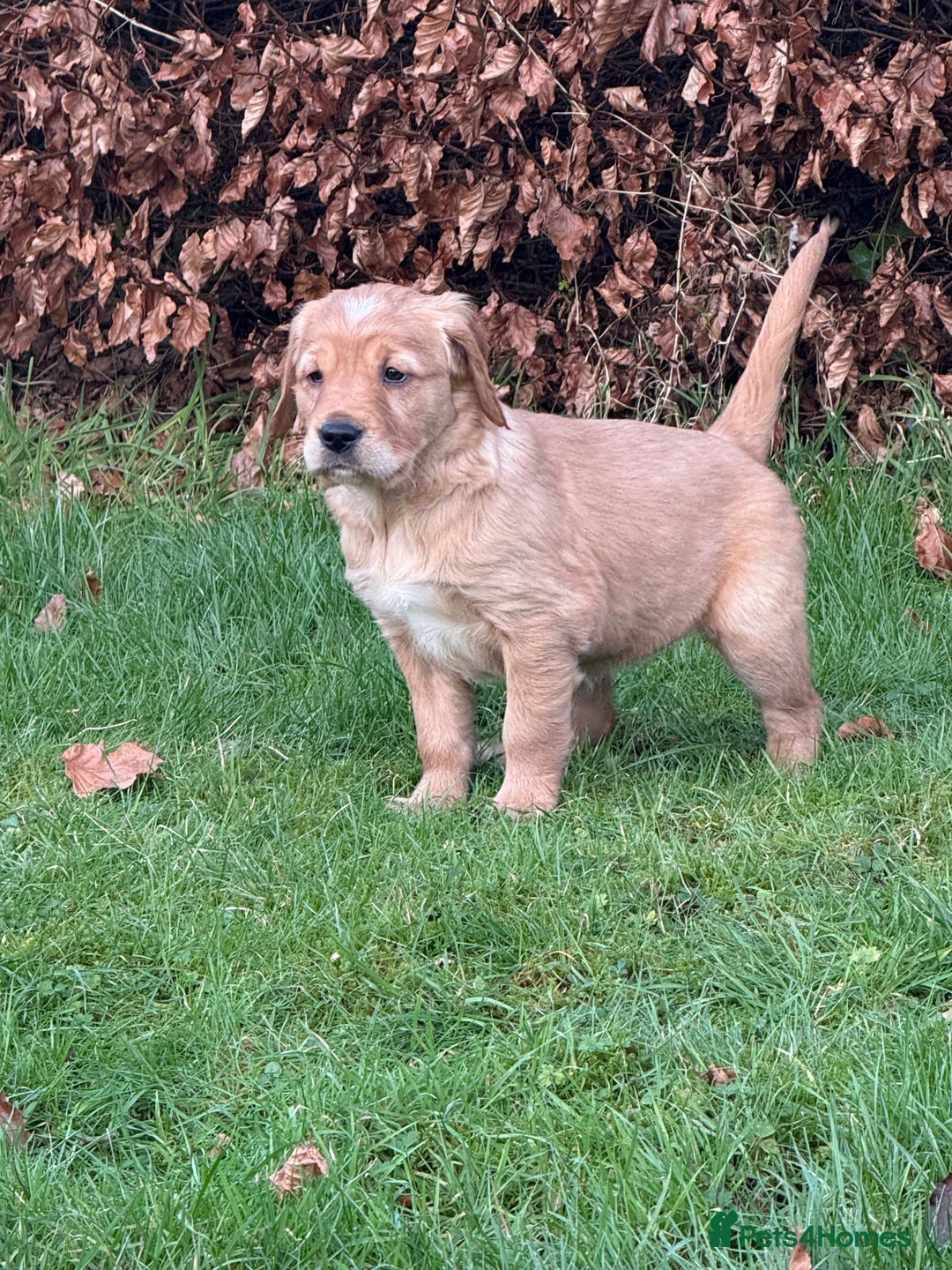 Golden Retriever dogs for sale: KC Working Golden Retriever Pups - Advert 36