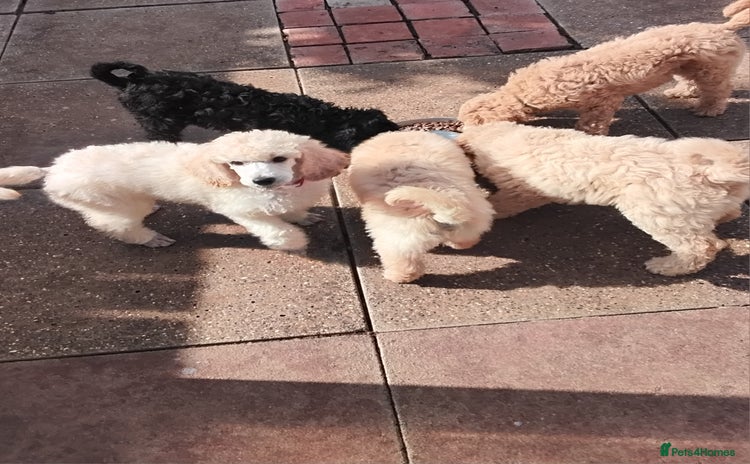 Standard Poodle dogs - Advert 1