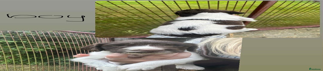 English Springer Spaniel Puppy 1