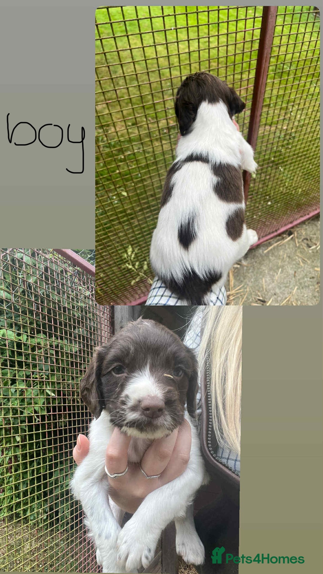 English Springer Spaniel dogs for sale: English Springer Spaniels  - Image 2
