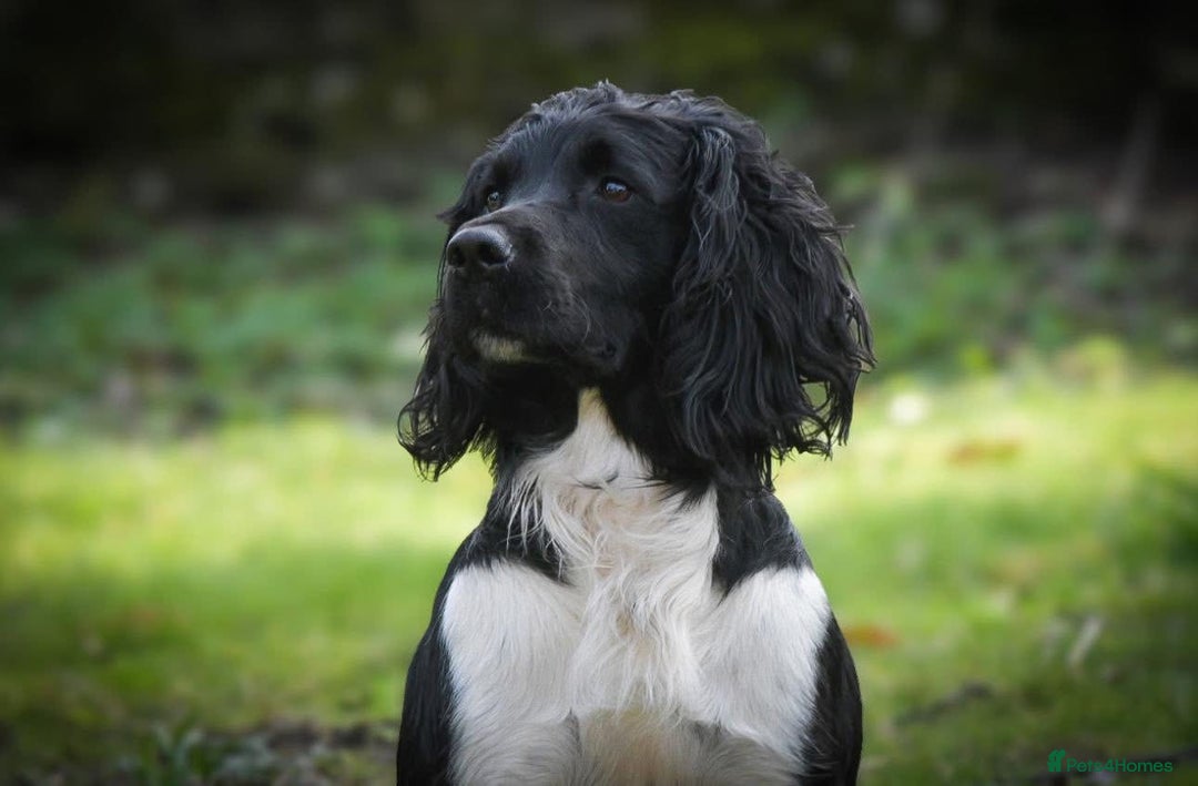 English Springer Spaniel dogs for sale: Lovely ESS Litter Due - Advert 2