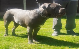 Cane Corso dogs for stud: BLUE CANE CORSO STUD  in Waltham Cross - Image 13