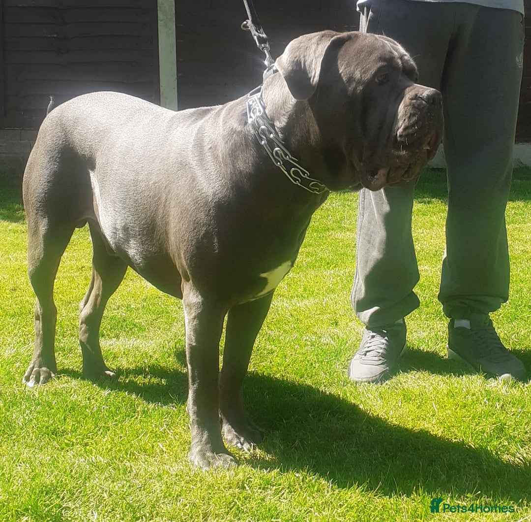 Cane Corso dogs for stud: BLUE CANE CORSO STUD  in Waltham Cross - Image 13