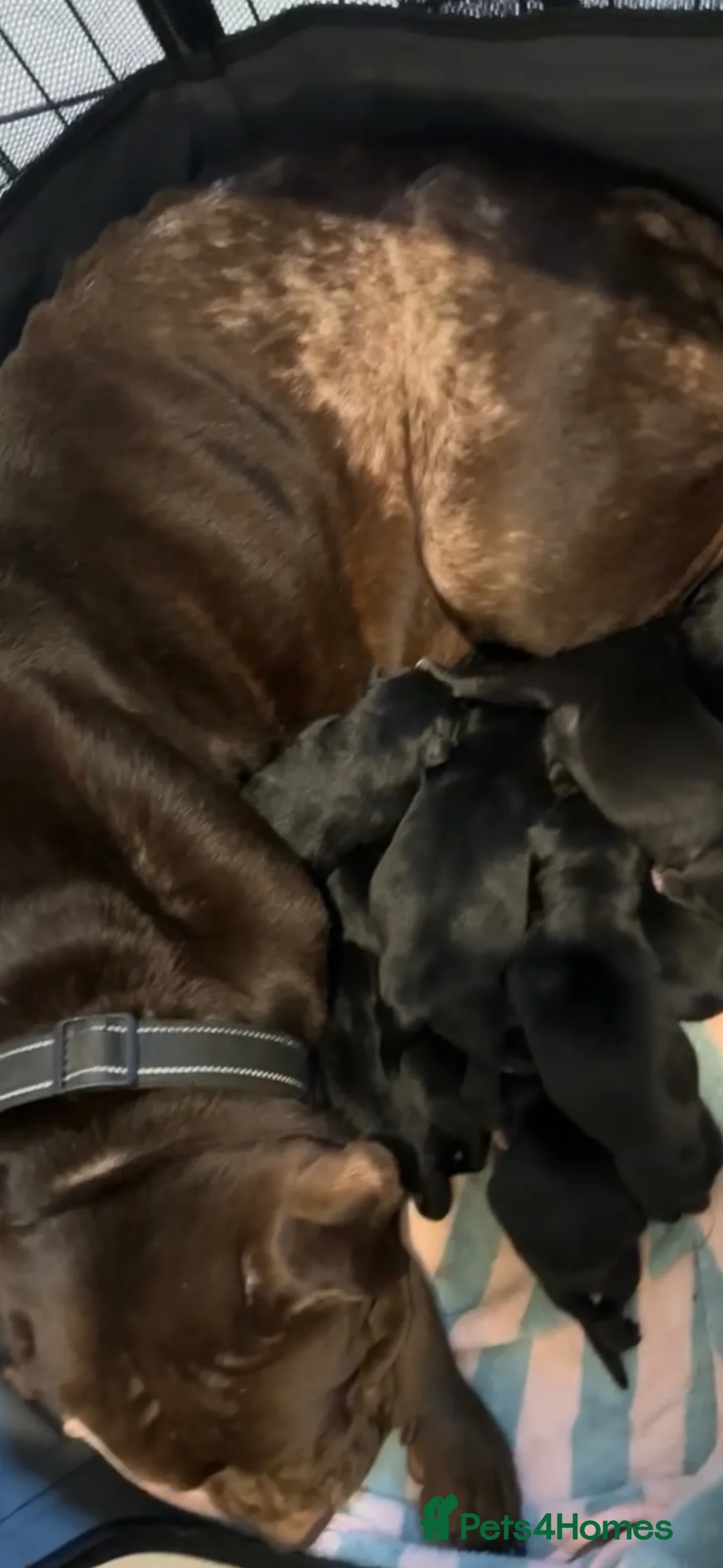 American Bull Staffy dogs for sale: Mixed breed pups  - Advert 18