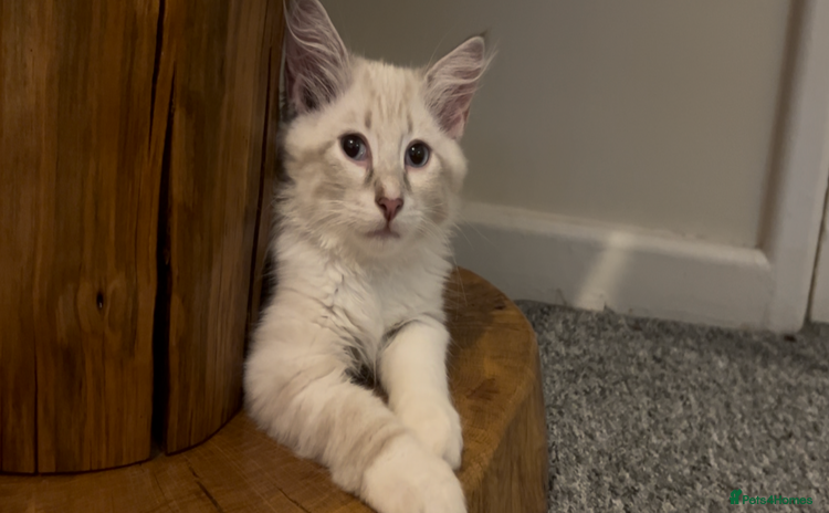 Siberian cats - Advert 2