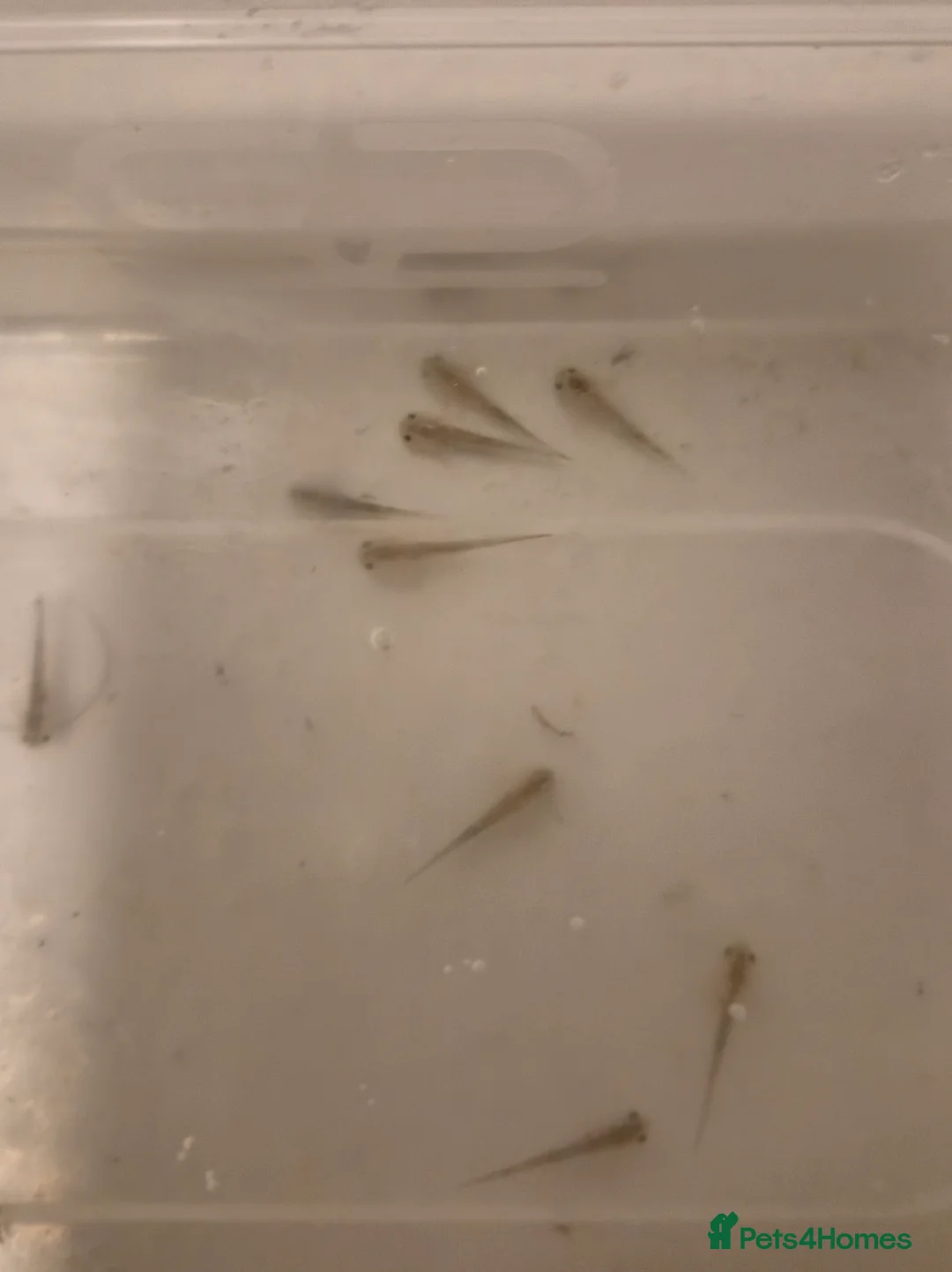 Axolotl reptiles for sale: Mixed baby axolotls - Advert 4