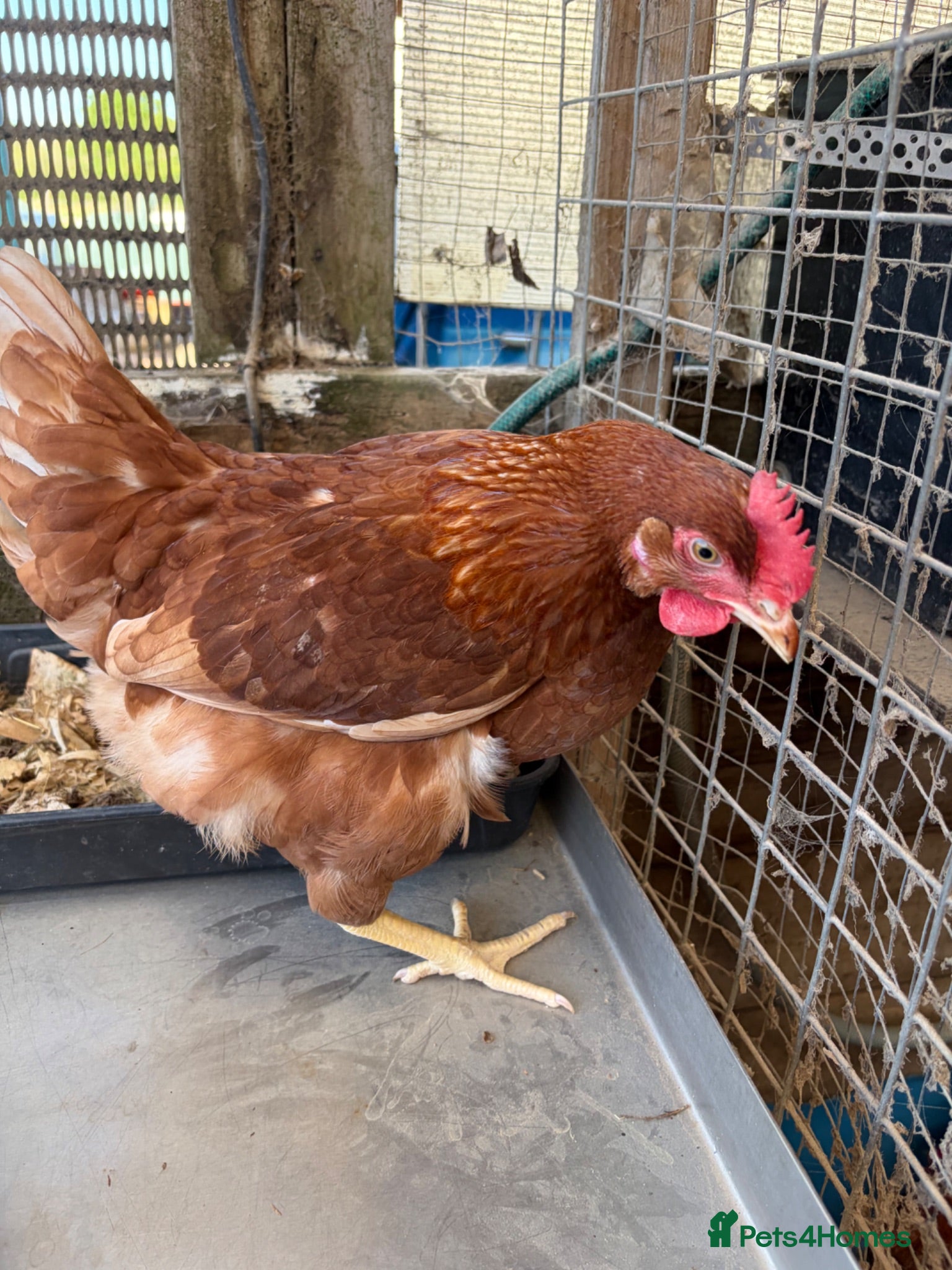 Chickens poultry Egg laying hens  - Advert 6