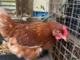 Chickens poultry Egg laying hens - Advert 6