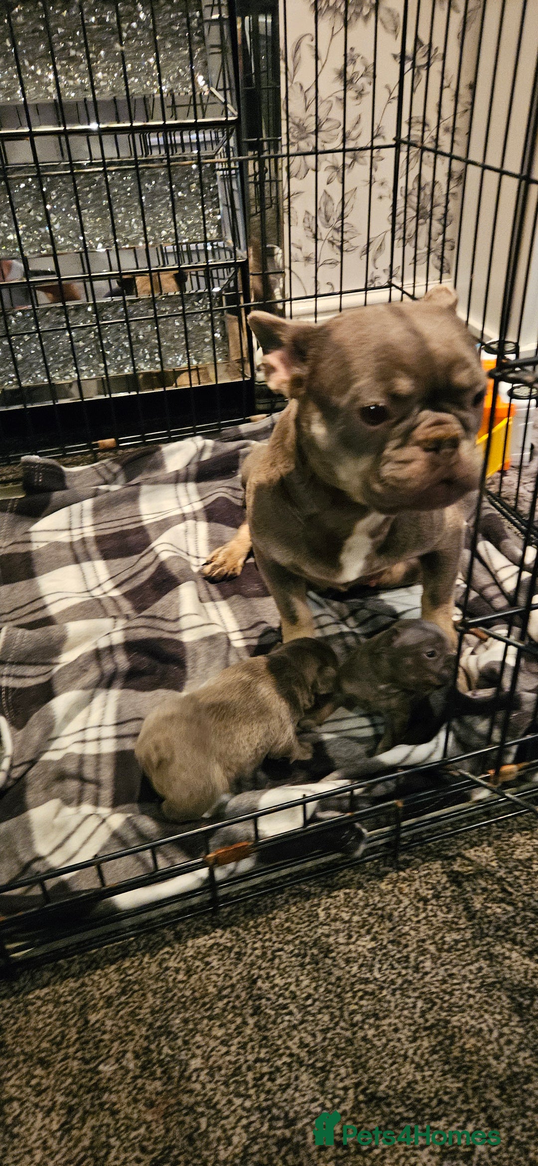 French Bulldog dogs for sale: Kc French bulldog  - Advert 12