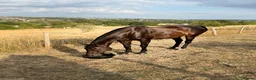 British Warmblood horses for sale: Horse for sale  - Advert 2