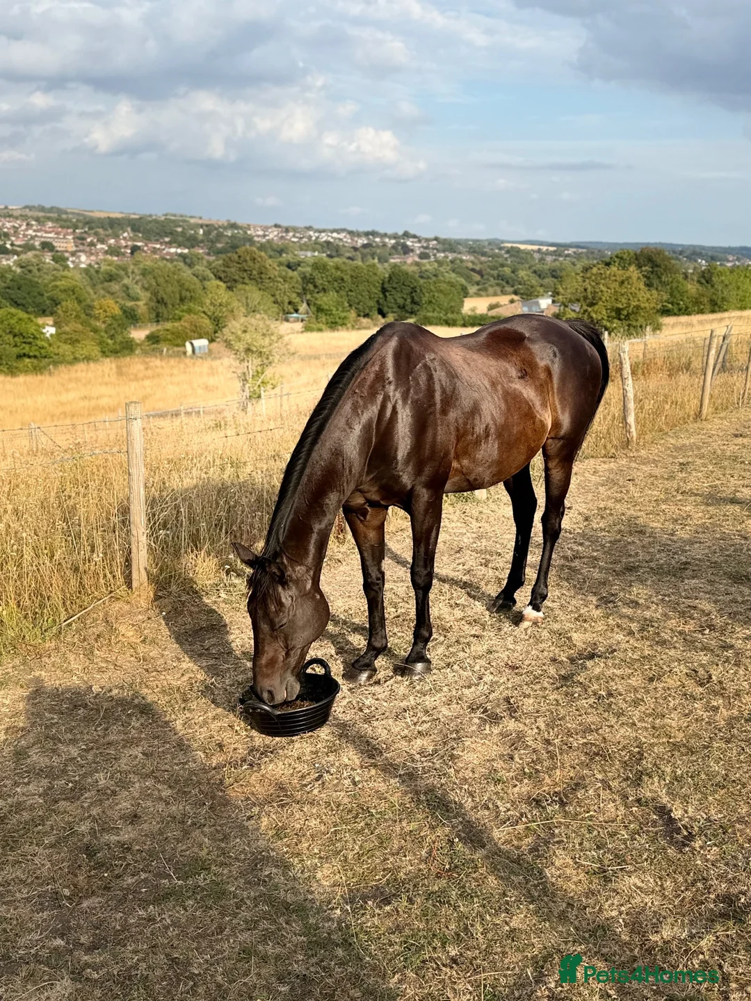 British Warmblood horses for sale: Horse for sale  - Advert 2