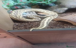 Python Snake reptiles for sale: Pastel leopard ball python  - Image 2