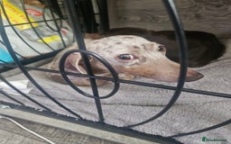 Dachshund dogs for sale: Miniature dashhound pups - Image 1