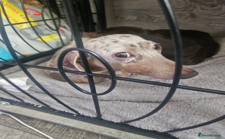 Dachshund dogs - Advert 4