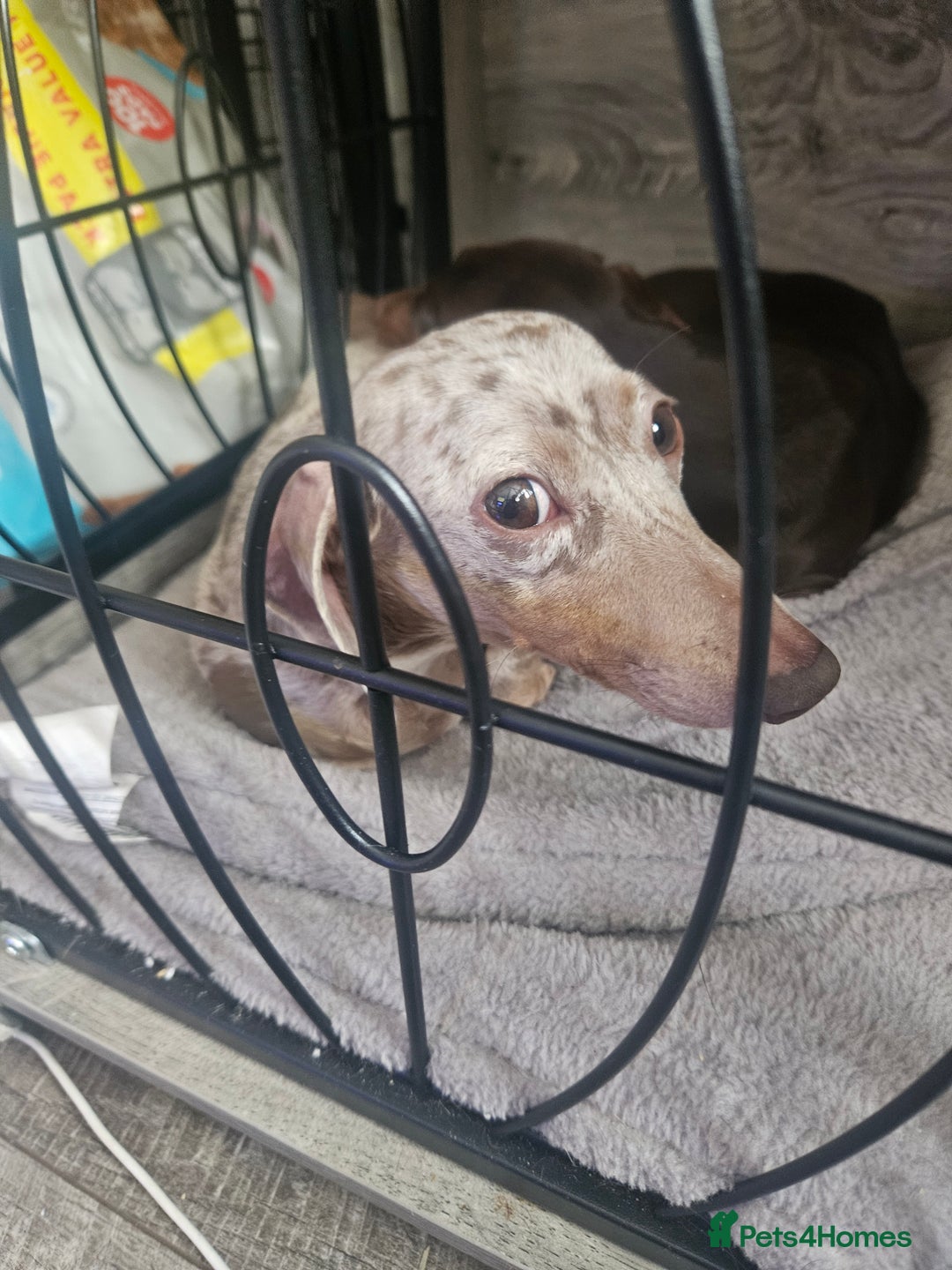 Dachshund dogs for sale: Miniature dashhound pups - Image 1