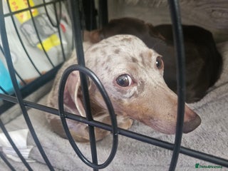 Dachshund dogs - Advert 1